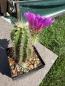 Preview: Echinocereus tayopensis